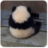 甘老师头像